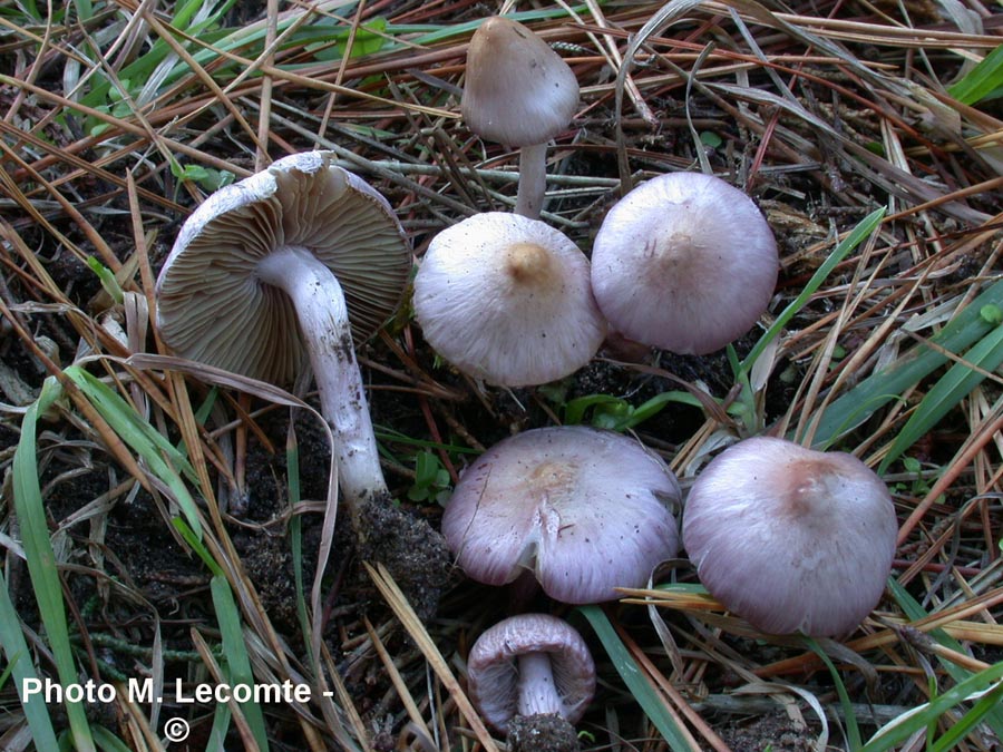 Inocybe geophylla var. lilacina